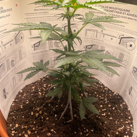 quickie 1111 growlog timeline photo