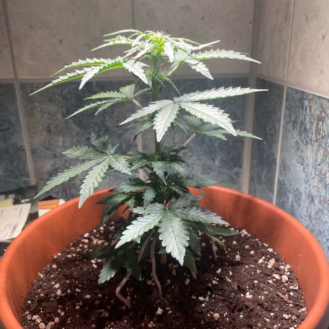 quickie 1111 growlog timeline photo