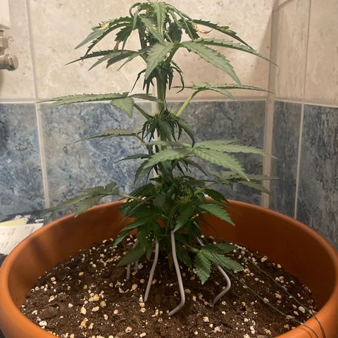 quickie 1111 growlog timeline photo