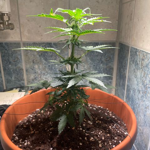 quickie 1111 growlog timeline photo