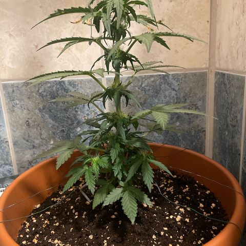 quickie 1111 growlog timeline photo