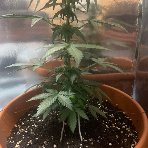 quickie 1111 growlog timeline photo
