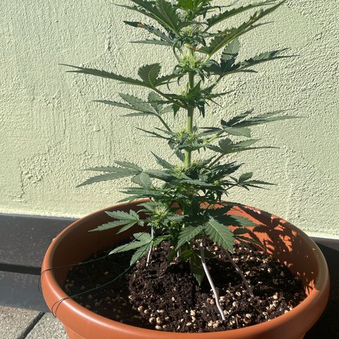 quickie 1111 growlog timeline photo