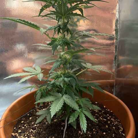 quickie 1111 growlog timeline photo