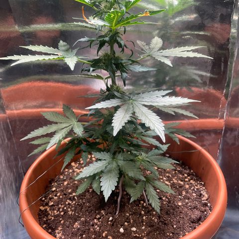 quickie 1111 growlog timeline photo