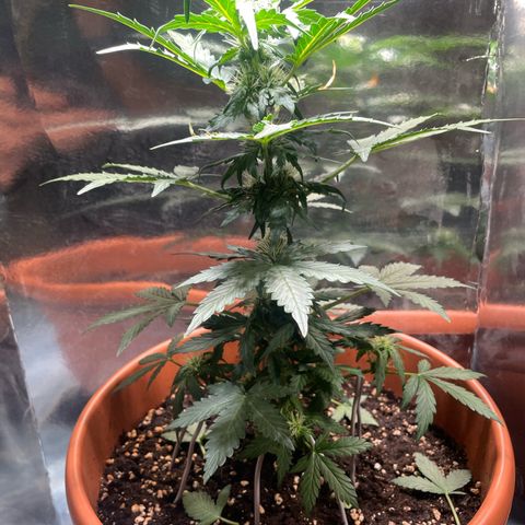 quickie 1111 growlog timeline photo