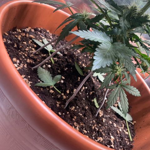 quickie 1111 growlog photo: untere blätter entfernt