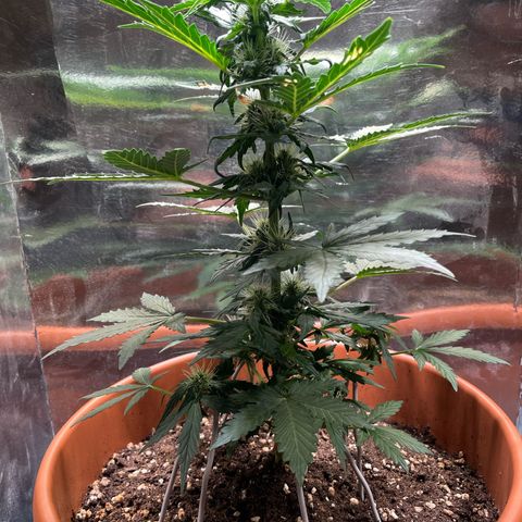 quickie 1111 growlog timeline photo