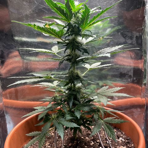 quickie 1111 growlog timeline photo