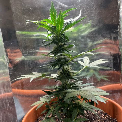 quickie 1111 growlog timeline photo
