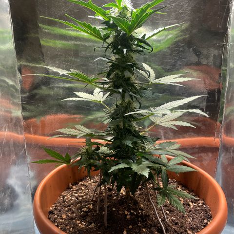 quickie 1111 growlog timeline photo