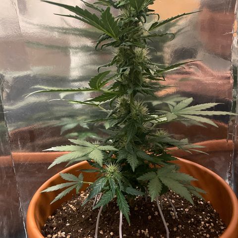 quickie 1111 growlog timeline photo