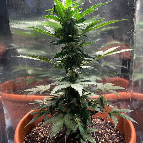 quickie 1111 growlog timeline photo