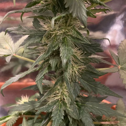 quickie 1111 growlog timeline photo
