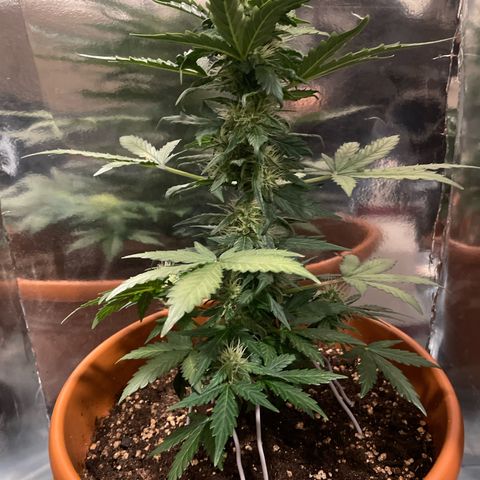 quickie 1111 growlog timeline photo