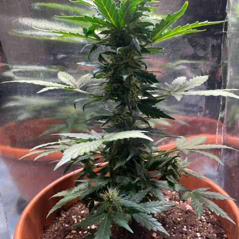 quickie 1111 growlog timeline photo