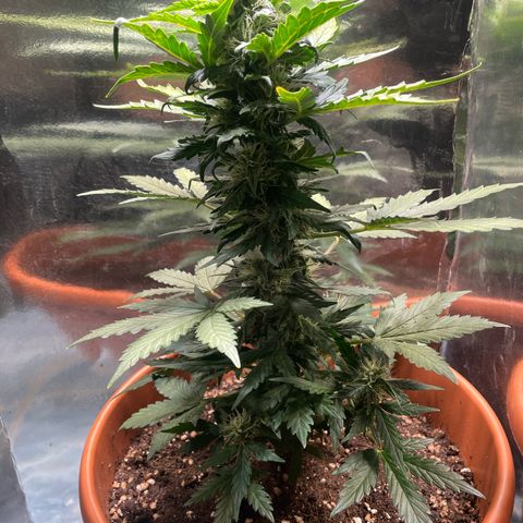 quickie 1111 growlog timeline photo