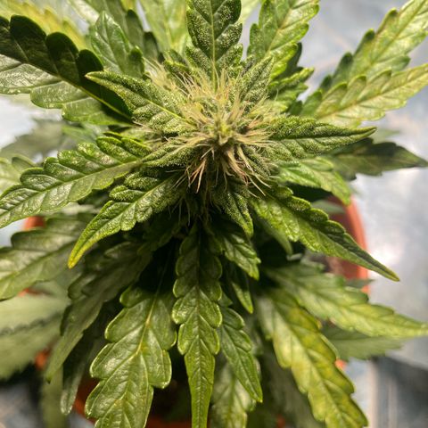 quickie 1111 growlog timeline photo