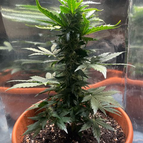 quickie 1111 growlog timeline photo
