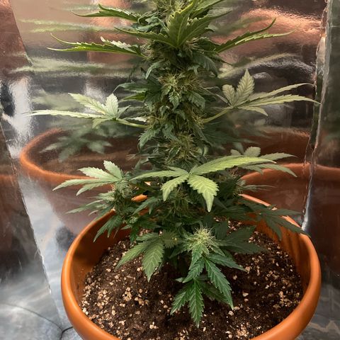 quickie 1111 growlog timeline photo