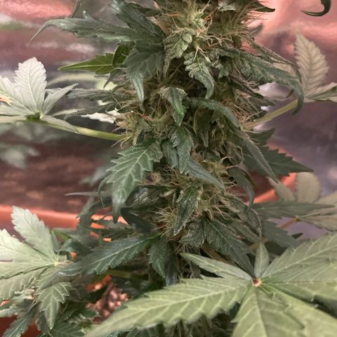 quickie 1111 growlog timeline photo