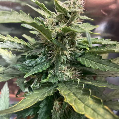 quickie 1111 growlog timeline photo