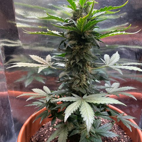 quickie 1111 growlog timeline photo