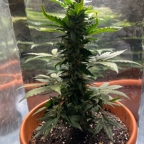 quickie 1111 growlog timeline photo