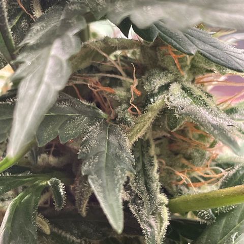 quickie 1111 growlog timeline photo