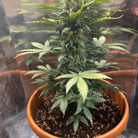 quickie 1111 growlog timeline photo