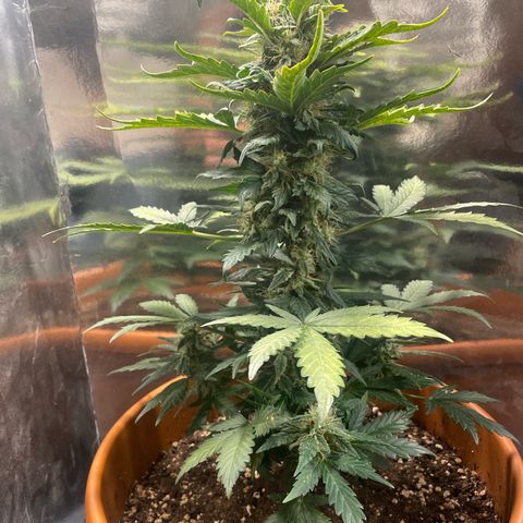 quickie 1111 growlog timeline photo
