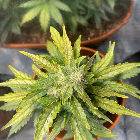 quickie 1111 growlog timeline photo