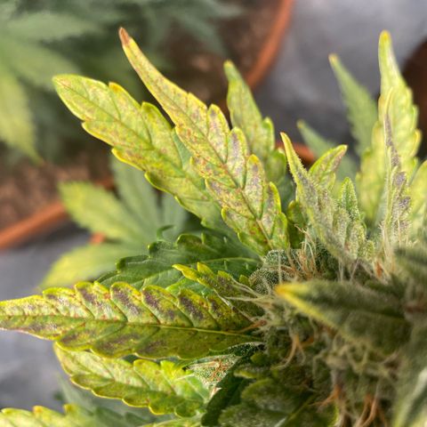 quickie 1111 growlog timeline photo