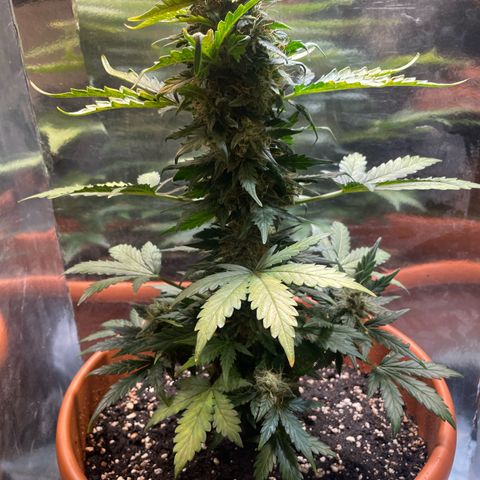 quickie 1111 growlog timeline photo