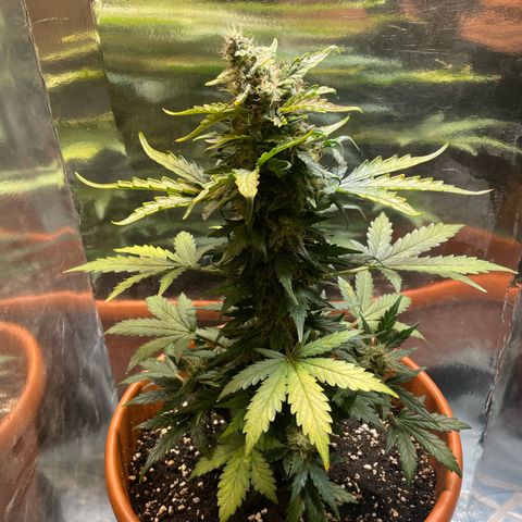 quickie 1111 growlog timeline photo