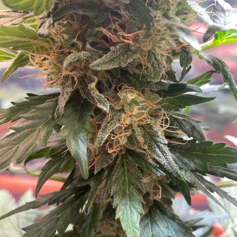 quickie 1111 growlog timeline photo