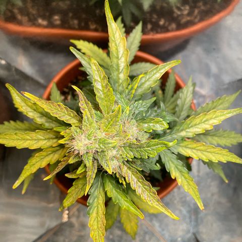 quickie 1111 growlog timeline photo