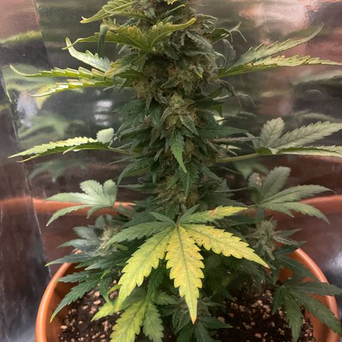 quickie 1111 growlog timeline photo