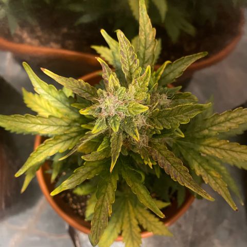 quickie 1111 growlog timeline photo