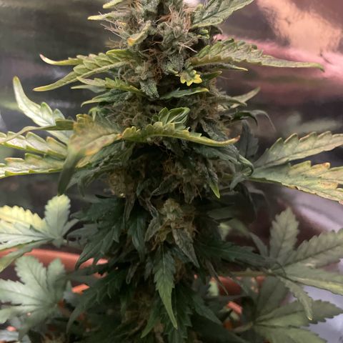 quickie 1111 growlog timeline photo