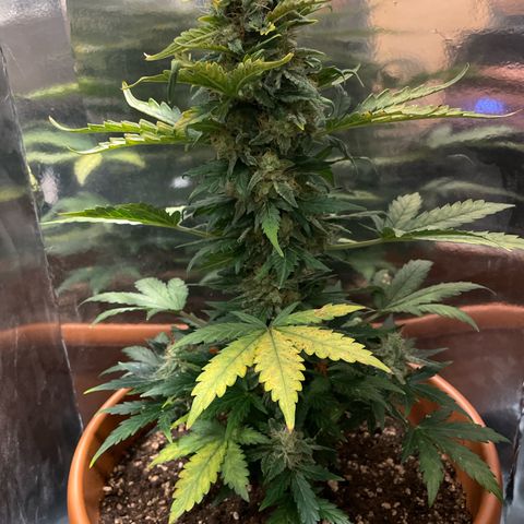 quickie 1111 growlog timeline photo