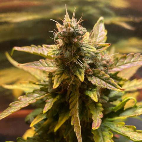 quickie 1111 growlog timeline photo