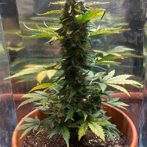 quickie 1111 growlog timeline photo