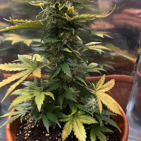 quickie 1111 growlog timeline photo
