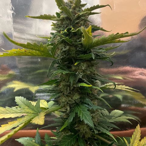 quickie 1111 growlog timeline photo