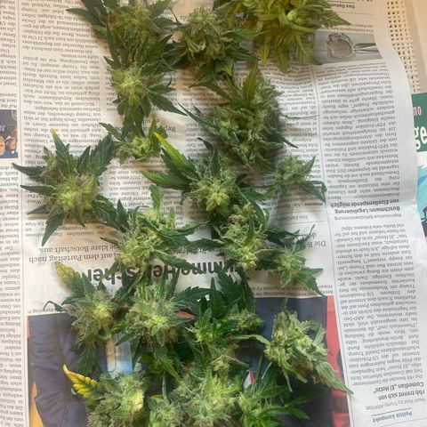 quickie 1111 growlog timeline photo