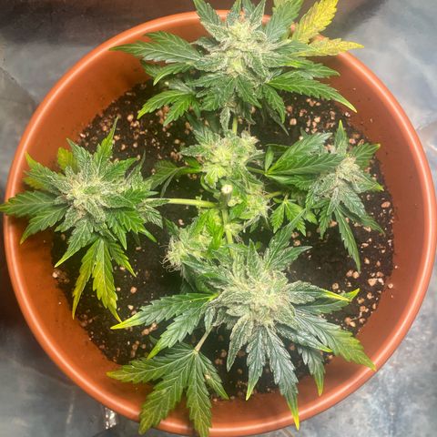 quickie 1111 growlog timeline photo