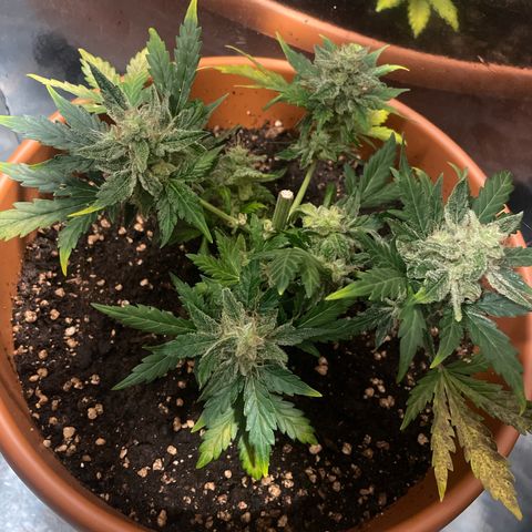 quickie 1111 growlog timeline photo