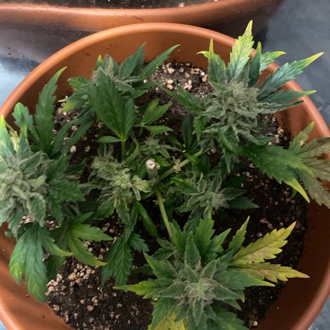 quickie 1111 growlog timeline photo