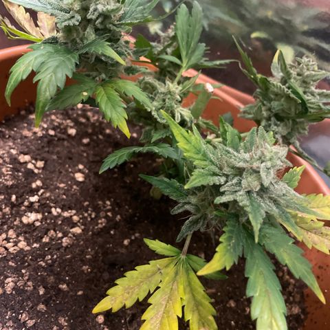 quickie 1111 growlog timeline photo